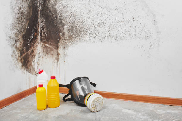 Mold Removal and Inspection in Port Richey, FL