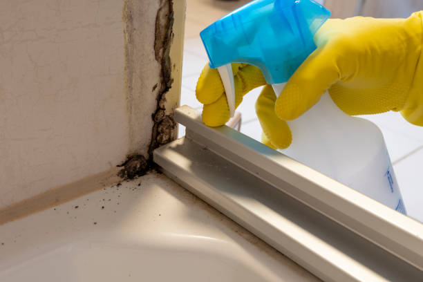 Best Mold Testing  in Port Richey, FL